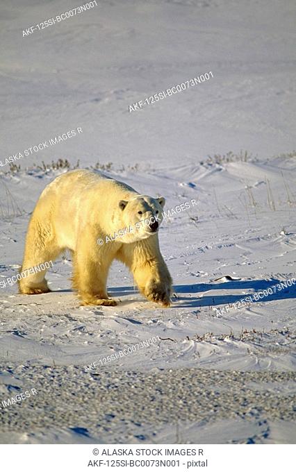 Polar Bear on Pack Ice Cape Churchill Canada
