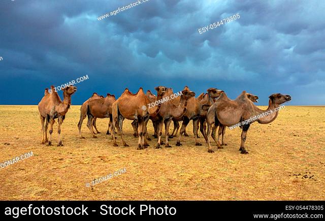 Group camels in steppe under storm clouds sky, Mongolia