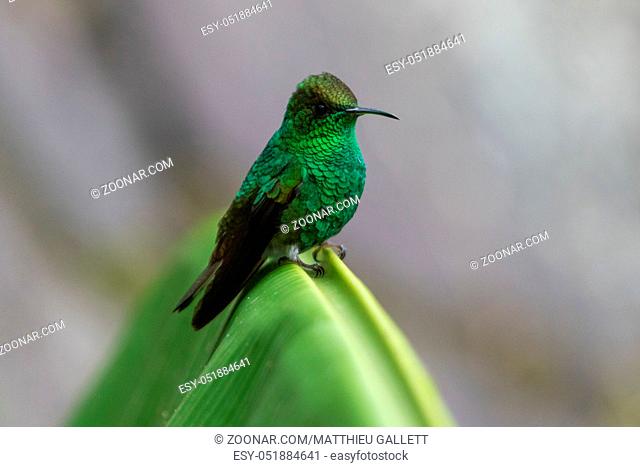 Humming bird in Monteverde National Park Costa rica
