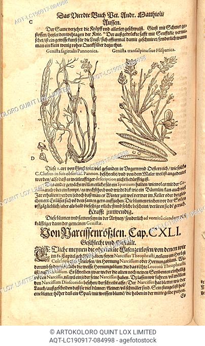 Sagittal Huns and a broom or Spanish broom transalpina, Kind of ginst, fol. 441v, 1590, Pietro Andrea Mattioli, Joachim Camerarius: Kreuterbuch desz...