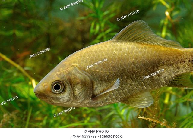 Prussian carp Carassius gibelio - Dommel, Eindhoven, Campine, North Brabant, The Netherlands, Holland, Europe