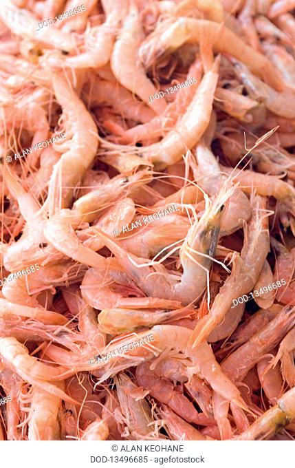 Morocco, Essaouira, prawns for sale at the fish market, close-up