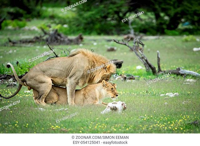 Lion couple mating in the grass in the Etosha National Park, Namibia