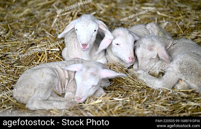 05 May 2022, Baden-Wuerttemberg, Aidlingen: Lambs lie in a barn belonging to shepherd Herbert Schaible. Photo: Bernd Weißbrod/dpa