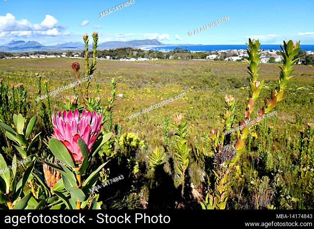 Bot River proteas [Protea compacta] in natural area at Kleinmond, western Cape, South Africa