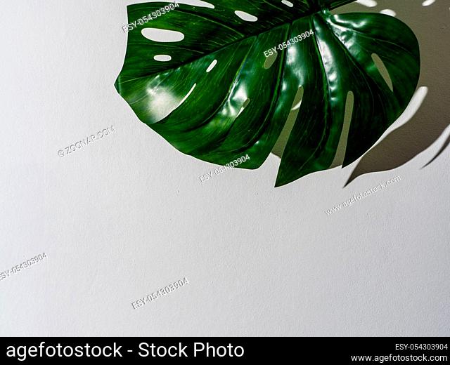 Monstera leaf on gray background. Tropical plant monstera in hard light. Copy space for text. Creative layout monstera leaves decorating for composition design