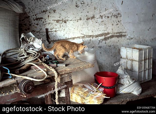 Interior of a rural storage room with a kitten on a table, from a house in a romanian village