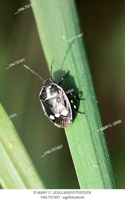 A black and white three spotted stickbug climbs a blade of grass, stinkbug is black with a white collar band and three white spots on lower back shield