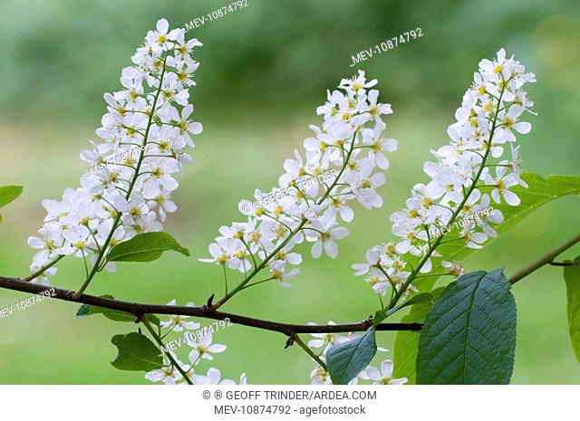 Bird Cherry - close up of flowers and leaves (Prunus padus). Lincolnshire - UK