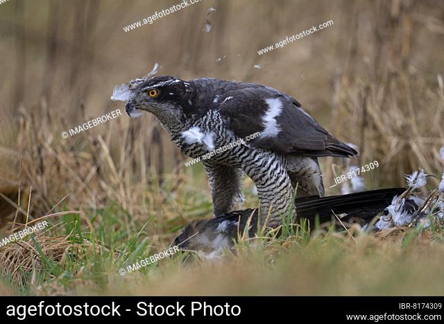 Northern goshawk (Accipiter gentilis) plucks captured crow, Bitburg, Rhineland-Palatinate, Germany, Europe