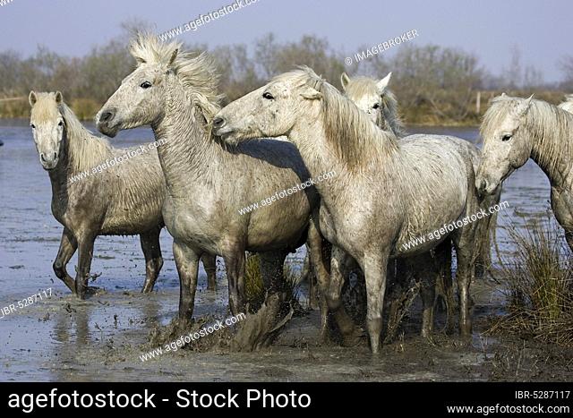 Camargue horse, herd standing in the marsh, Saintes Marie de la Mer in south-eastern France