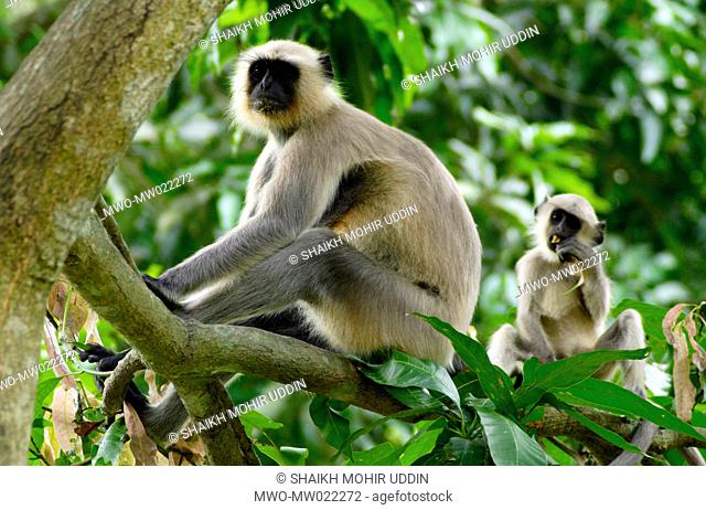 Hanuman, langurs , Presbytis entellus, is almost black when newborn and gray, tan, or brown as an adult Regarded as sacred in Hinduism