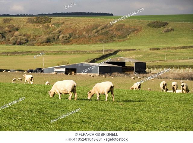 Domestic Sheep, flock grazing in pasture near barns, Dorset, England, october