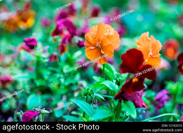 Summertime floral card with bright garden of tricolor viola flowers