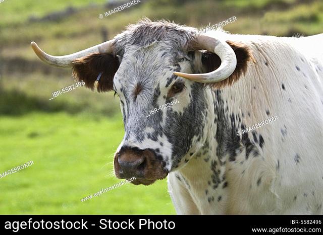 Domestic cattle, longhorn cattle, close-up of head, grazing, Dorset, England, United Kingdom, Europe