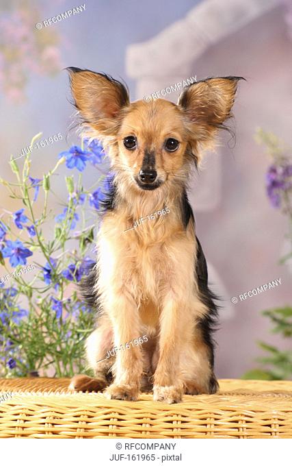 Russian Toy Terrier dog - sitting
