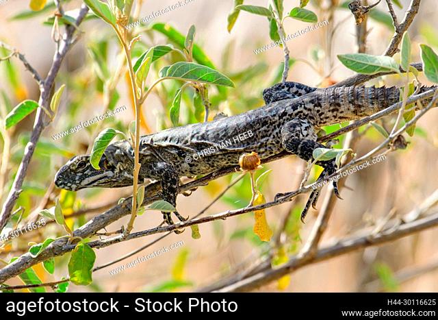 Mexico, Baja California Sur, El Sargento, Rancho Sur, Ctenosaura hemilopha, Baja California spiny-tailed iguana