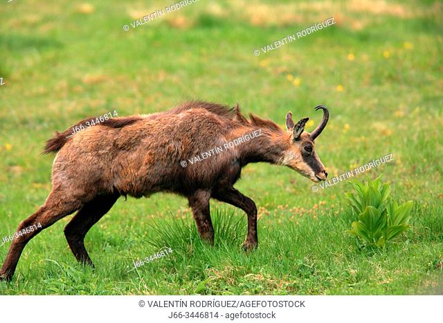 Chamois (Rupicapra rupicapra) in the national park Gran Paradiso. Italy