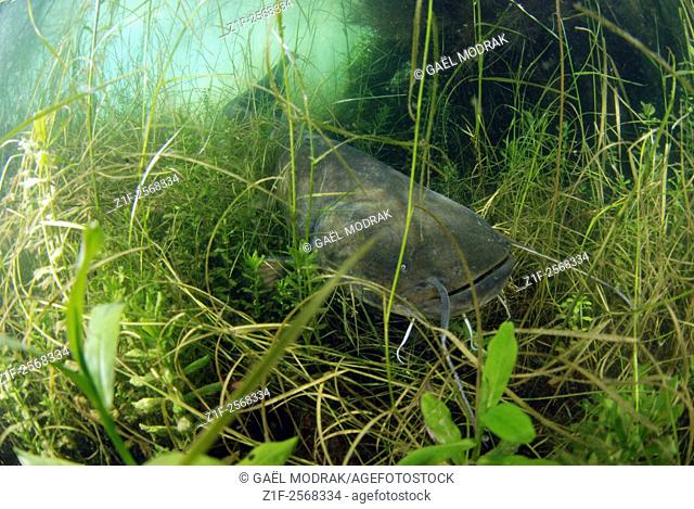 Wels catfish in a lake in France. Silurus glanis