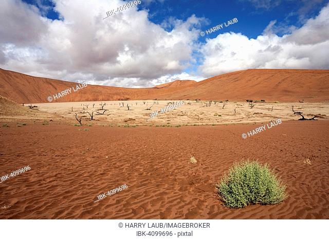 Sand dunes, dead Camel thorn trees (Vachellia erioloba), salt and clay pan, Dead Vlei, Sossusvlei, Namib Desert, Namib-Naukluft National Park, Namibia