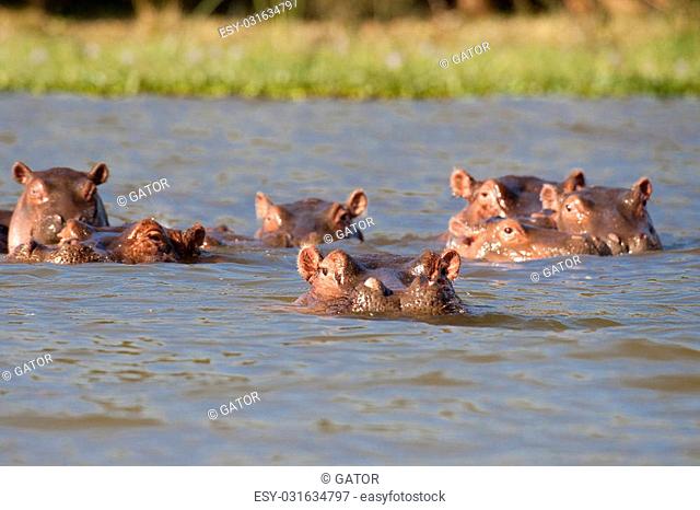 Pod of six Hippopotamuses (Hippopotamus amphibius kiboko) relaxing in shallow water of Naivasha lake, Kenya