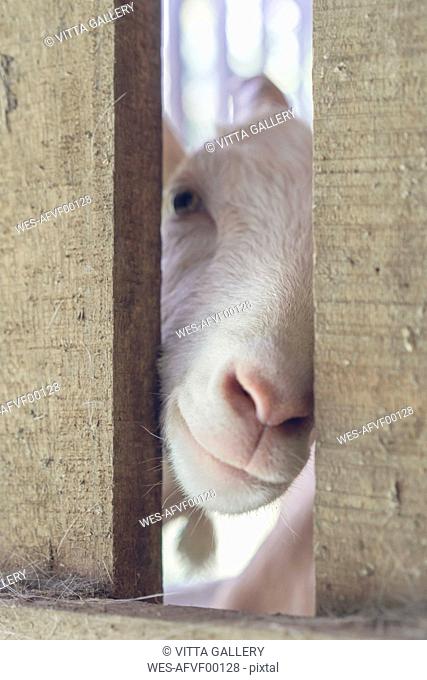 Portrait of white goat in stable