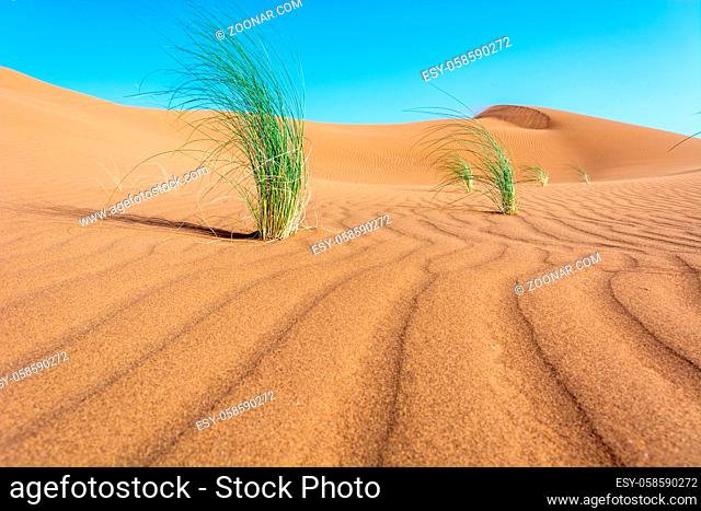 desert in morocco