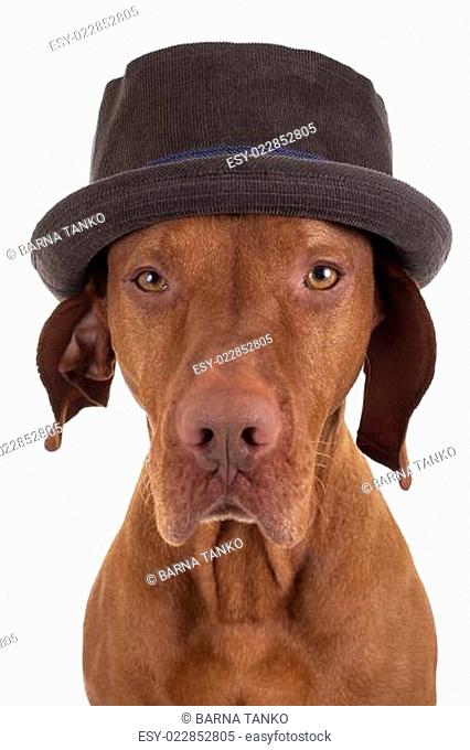 hunting dog studio portrait with hat