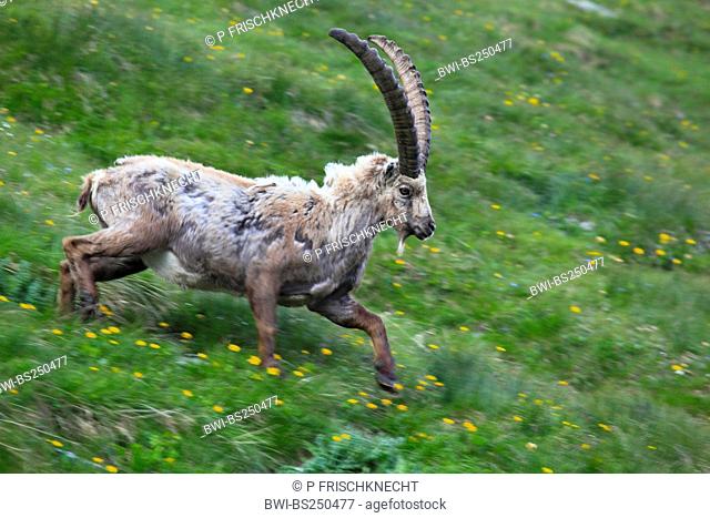alpine ibex Capra ibex, buck running down a steep mountain meadow at the Niederhorn, Switzerland, Bernese Oberland