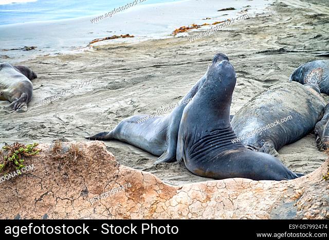 Seals in Big Sur, California, USA