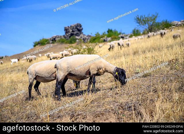 02 August 2022, Saxony-Anhalt, Thale: Sheep grazing on a slope of the Teufelsmauer. In Saxony-Anhalt it will be hot again this week
