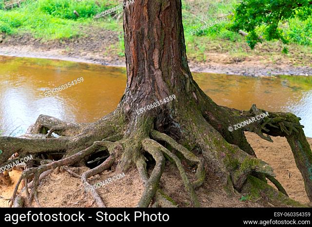 old tree with eroded roots high above the sand