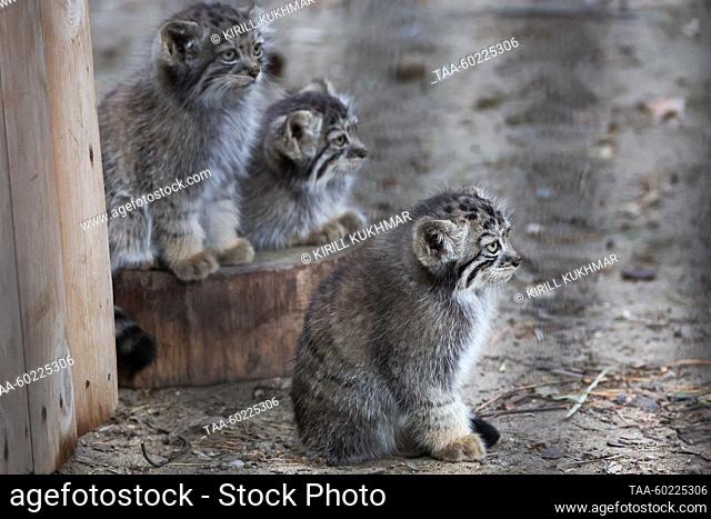 RUSSIA, NOVOSIBIRSK - JULIO 3, 2023: Gatitos de manul de dos meses en el zoológico de Novosibirsk. Manuls Achi y Yeva (no representados) dieron a luz cinco...