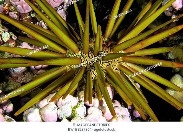 slate pencil urchin Heterocentrotus mammillatus, single individual, USA, Kingman Reef