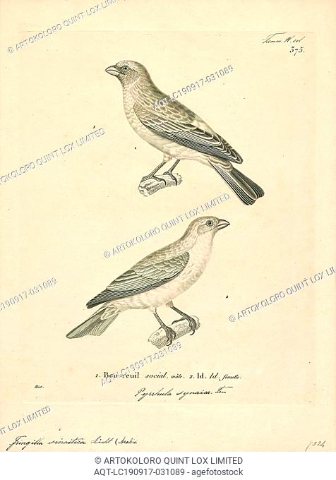 Carpodacus sinaiticus, Print, Rosefinch, The rosefinches are a genus, Carpodacus, of passerine birds in the finch family Fringillidae