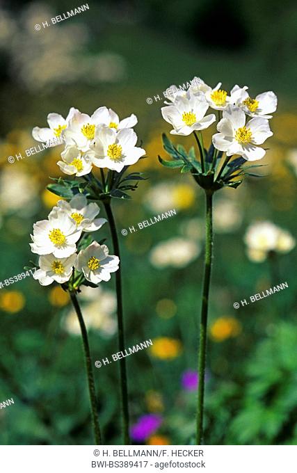 Narcissus anemone, Narcissus-flowered anemone (Anemone narcissiflora, Anemonastrum narcissiflorum), blooming, Germany