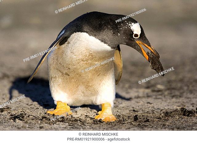 Gentoo penguin looking for nesting material, Pygoscelis papua, Sealion Island, Falkland Islands