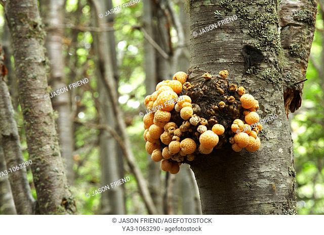 Argentina, Tierra Del Fuego, Tierra Del Fuego National Park  Indian Bread fungus Cyttaria sp growing on woodland near Ensenada Bay
