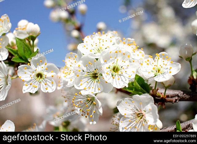 White Blossoms Against Sky At Sunrise. Spring Blooming. Orchards are blooming at springtime. Nature blossoms background texture. Floral pattern