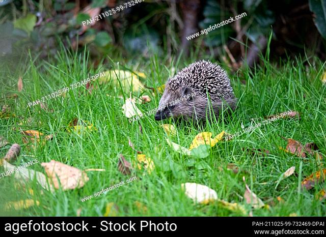 24 October 2021, Hamburg: A young brown-breasted hedgehog (Erinaceus europaeus) walks through grass and leaves in the afternoon