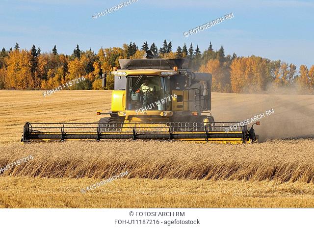 combine harvester processing raw wheat growing