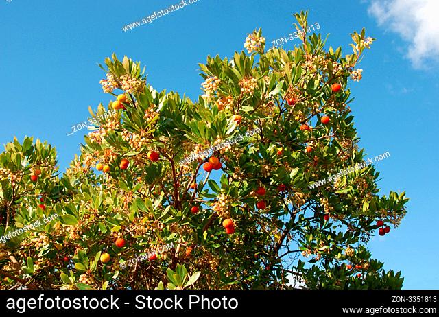 arbousier, tree in the south of France (Arbustus unedo)