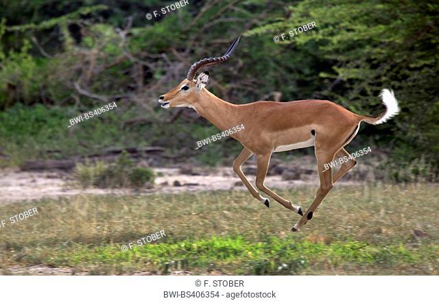 impala (Aepyceros melampus), running male, side view, South Africa