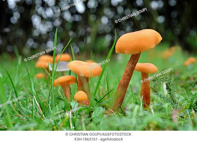 fungus, laccaria laccata, Forest of Rambouillet, Yvelines department, Ile-de-France region, France, Europe