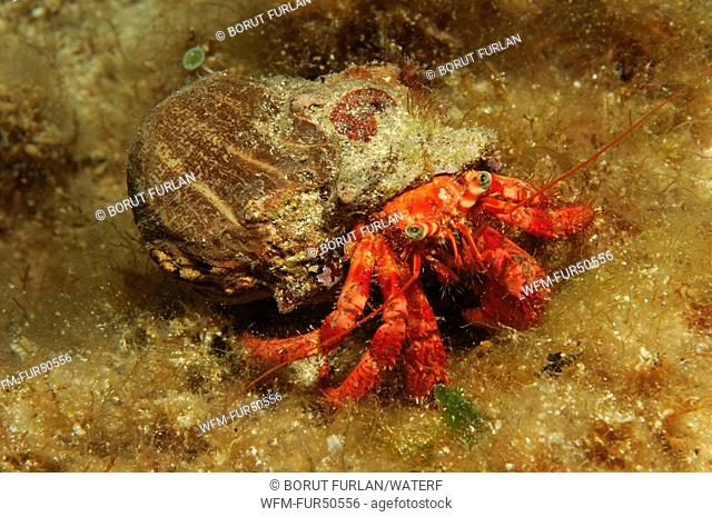 Red Hermit Crab, Dardanus claidus, Susac Island, Adriatic Sea, Croatia