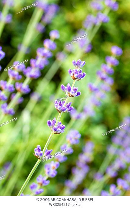 Lavendel im Garten, geringe DOF