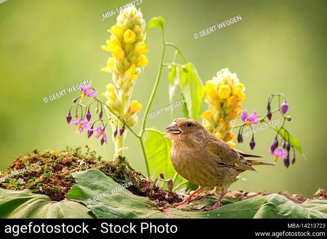 greenfinch is standing in front of flowers with seed in mouth