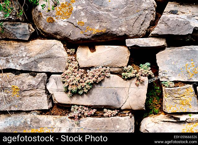 The wild Sedum succulent grows in a stone wall. High quality photo