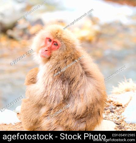 Japanese Snow monkey Macaque in hot spring Onsen Jigokudani monkey Park, Nakano, Japan