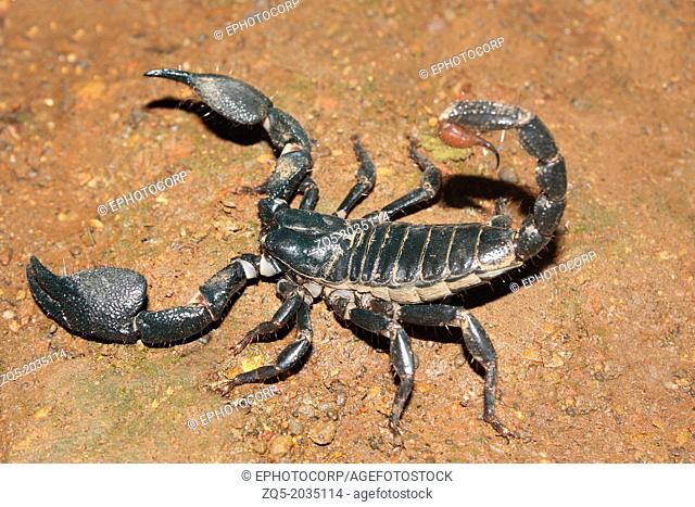 Scorpion. A large black scorpion which lives in flattened burrows. Its sting is very painful